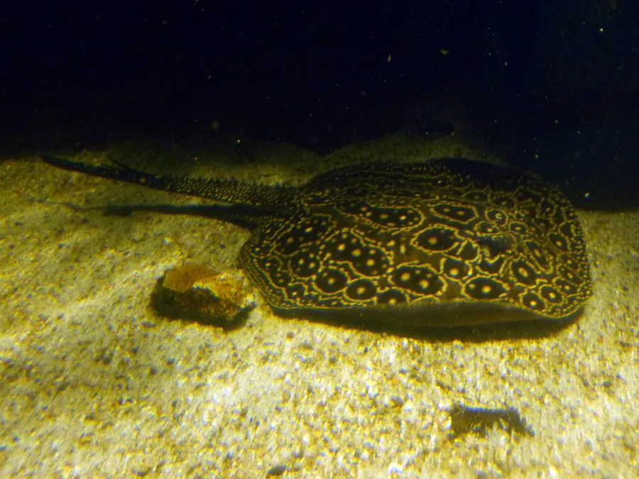 Jabuti stingray (Potamotrygon jabuti)