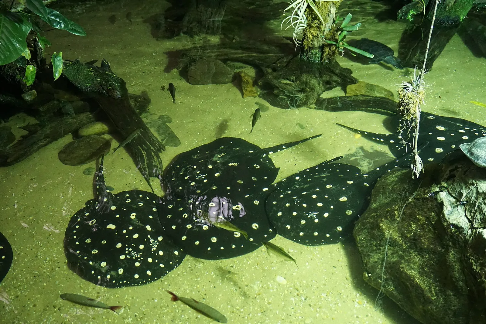 Black-diamond stingray (Potamotrygon leopoldi)