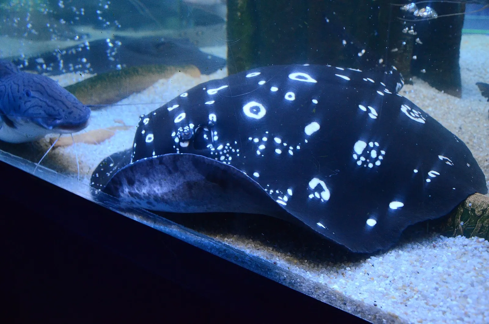 Black-diamond stingray (Potamotrygon leopoldi)
