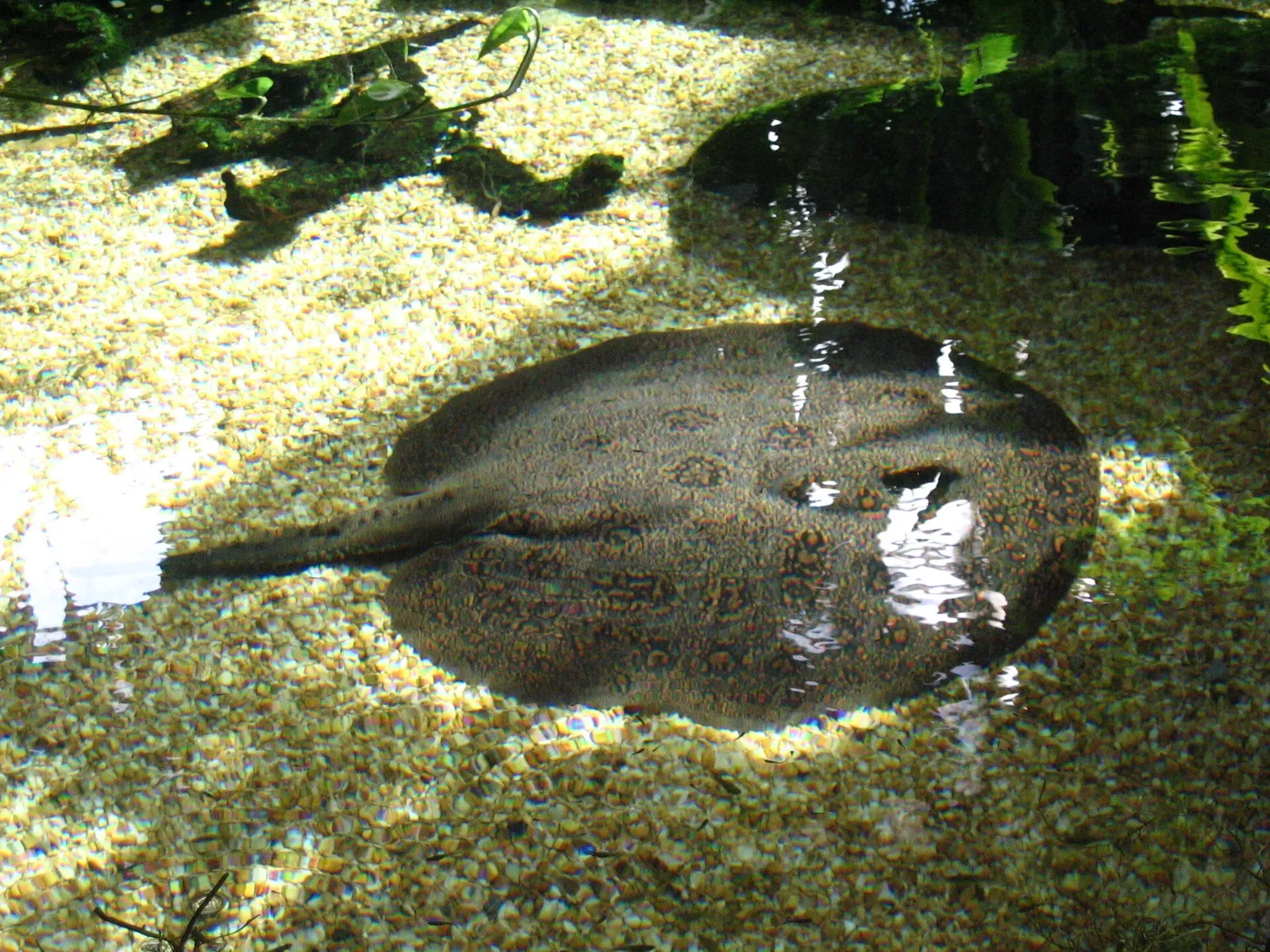 Smooth back river stingray (Potamotrygon orbignyi)