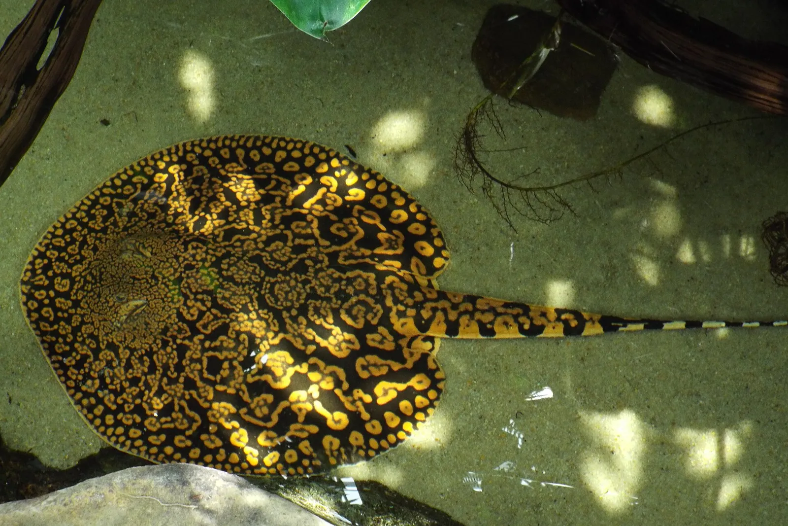 Tiger river stingray (Potamotrygon tigrina)