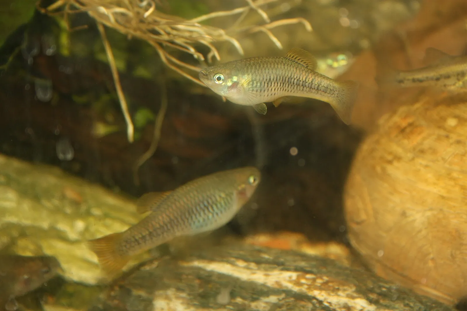 Orange finned toothcarp (Priapichthys annectens)