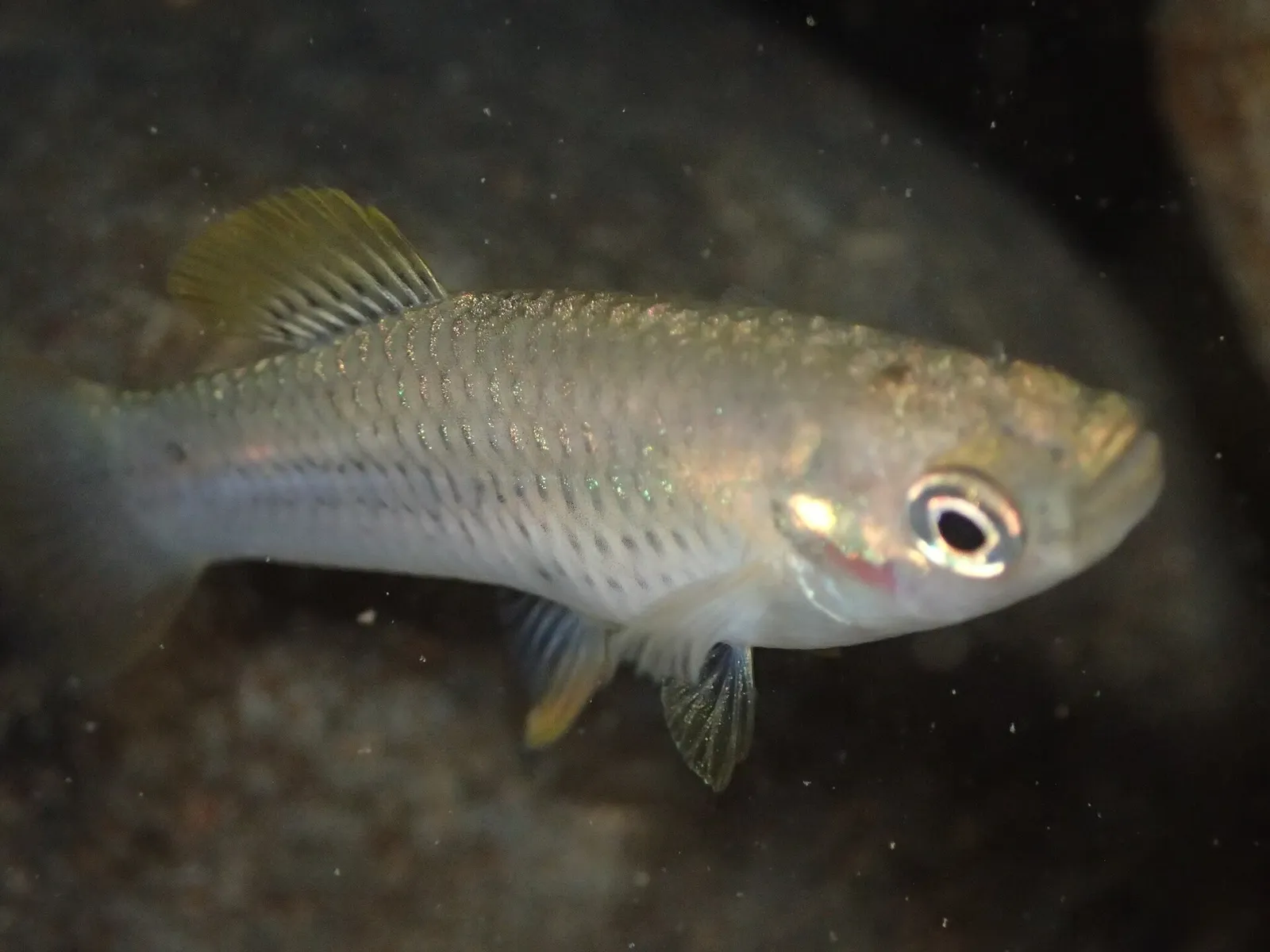 Orange finned toothcarp (Priapichthys annectens)