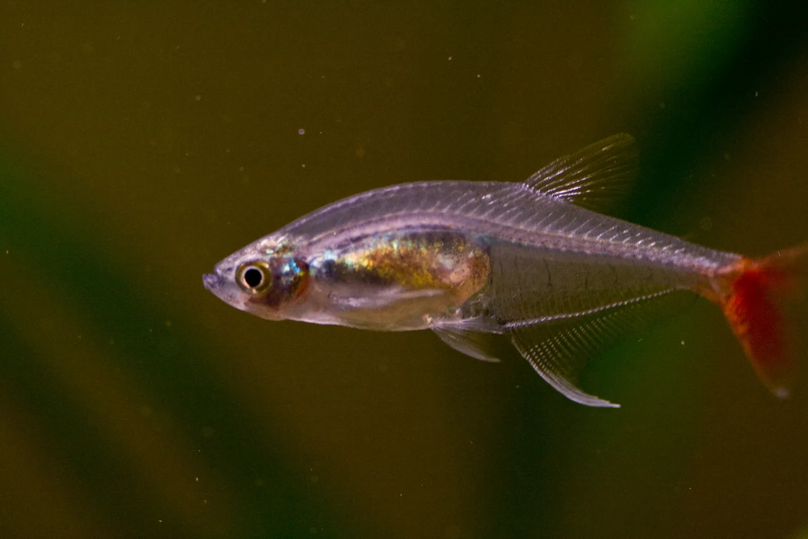 Glass bloodfin (Prionobrama filigera)