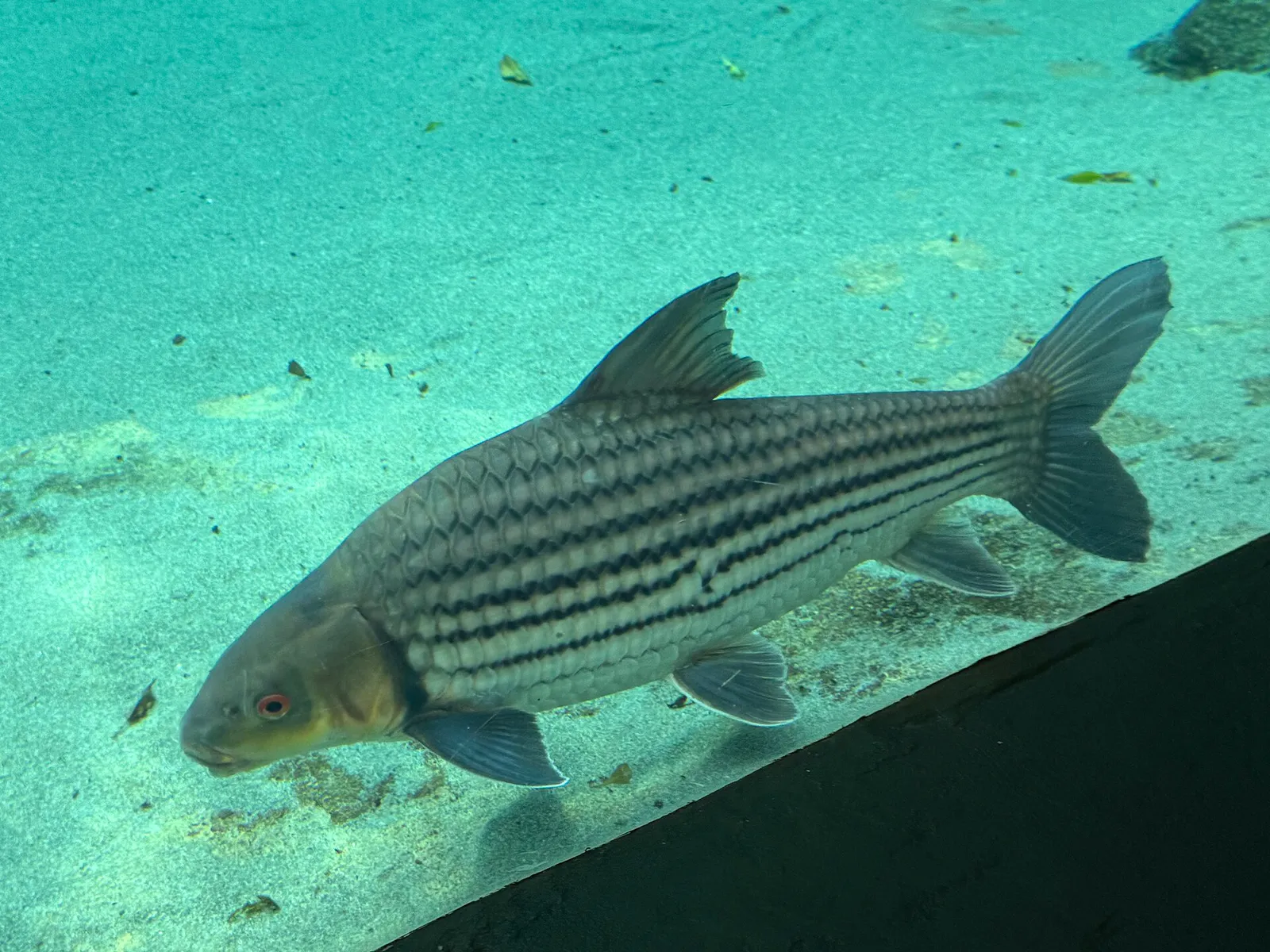 Isok barb (Probarbus jullieni)