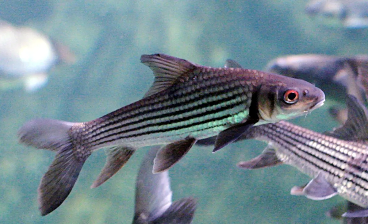 Isok barb (Probarbus jullieni)