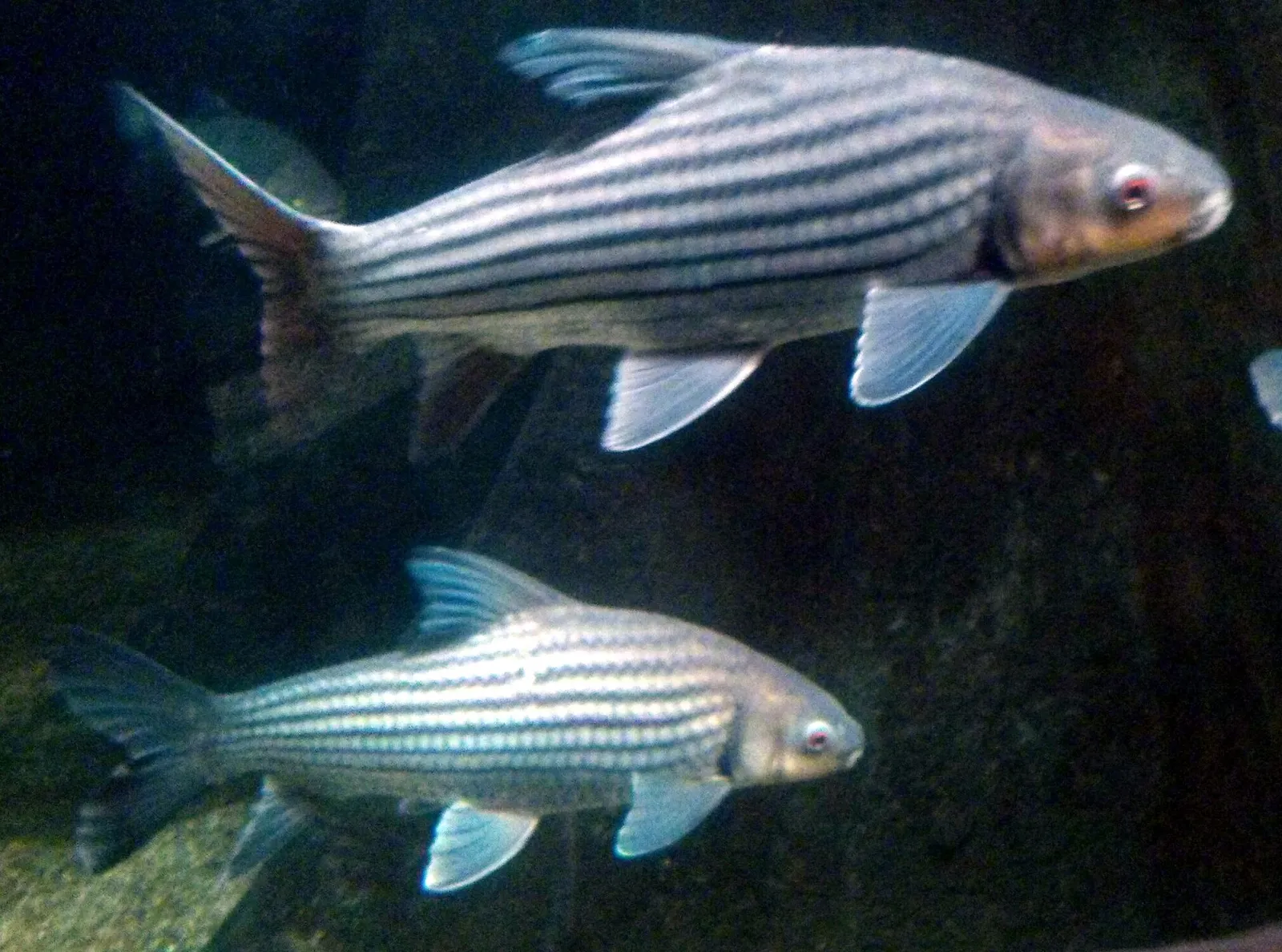 Thicklip barb (Probarbus labeamajor)
