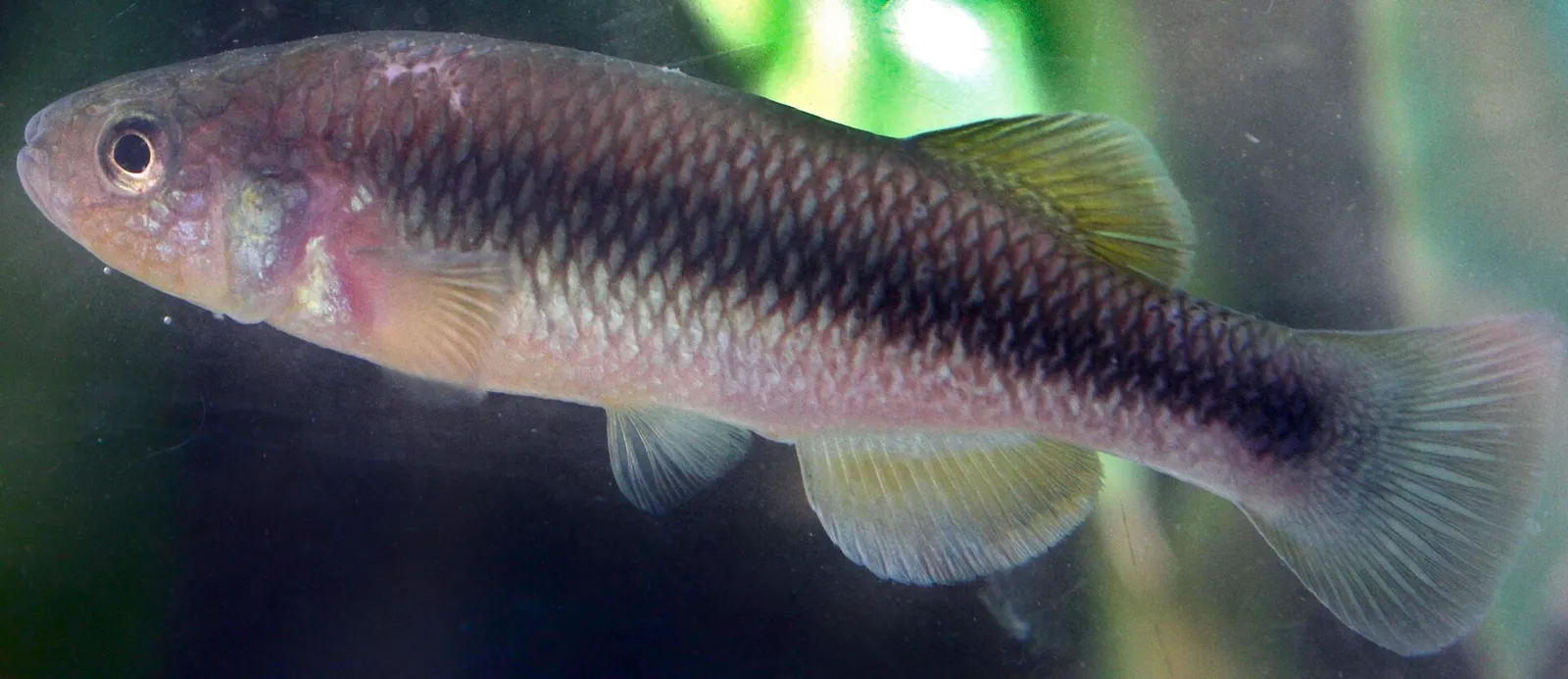 Chiapas killifish (Profundulus hildebrandi)