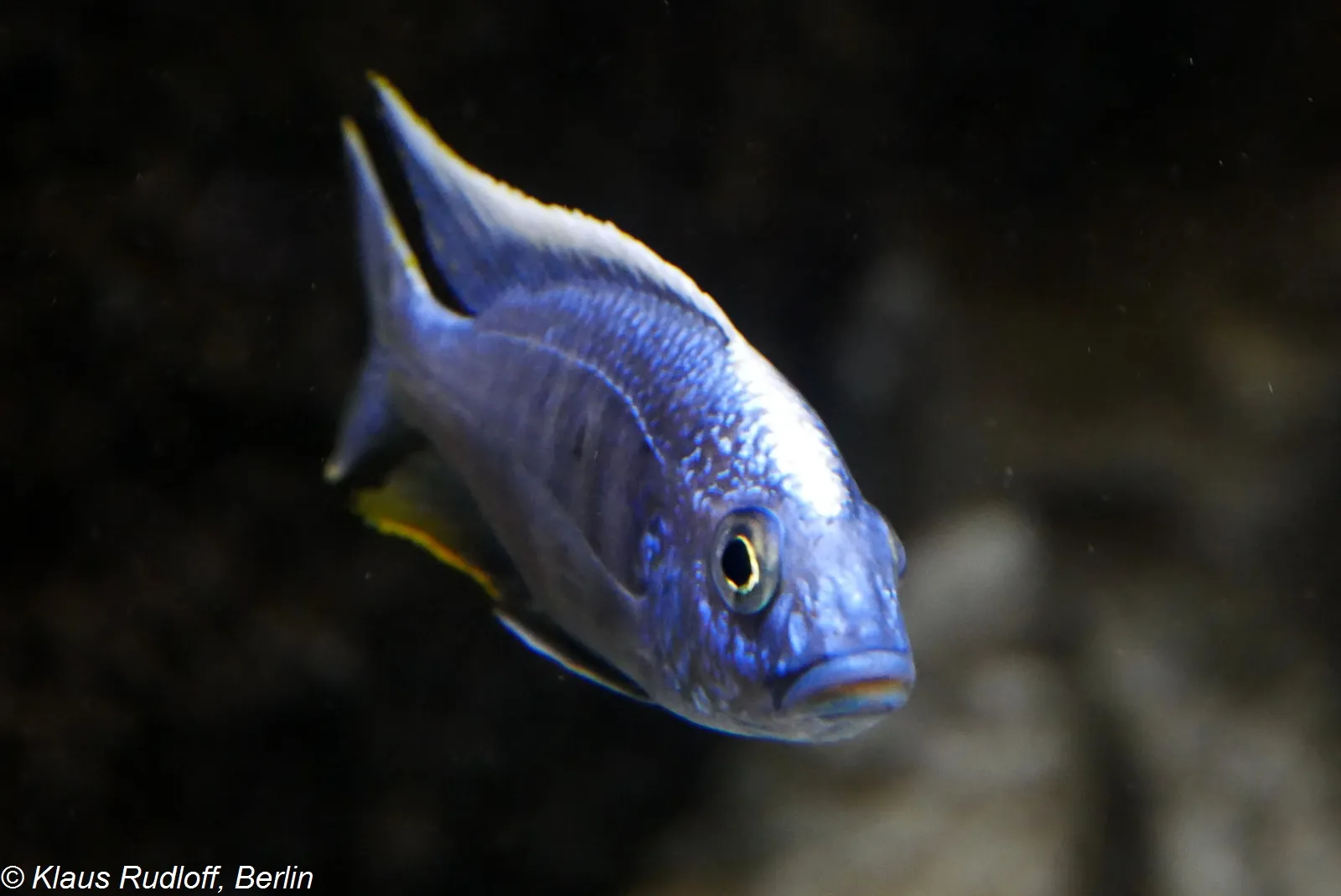 Fenestratus (Protomelas fenestratus)