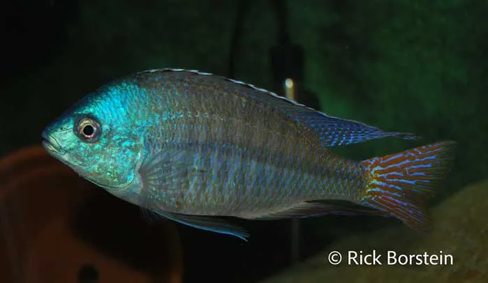Protomelas labridens Male