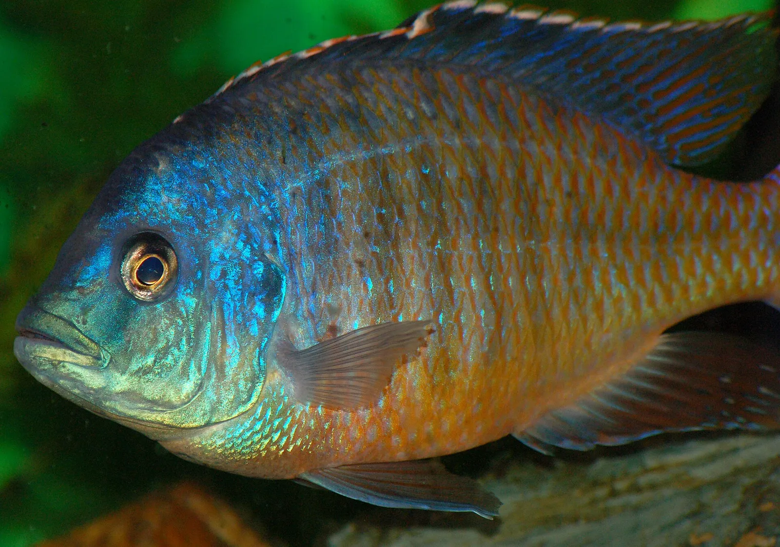 Spindle hap (Protomelas taeniolatus)