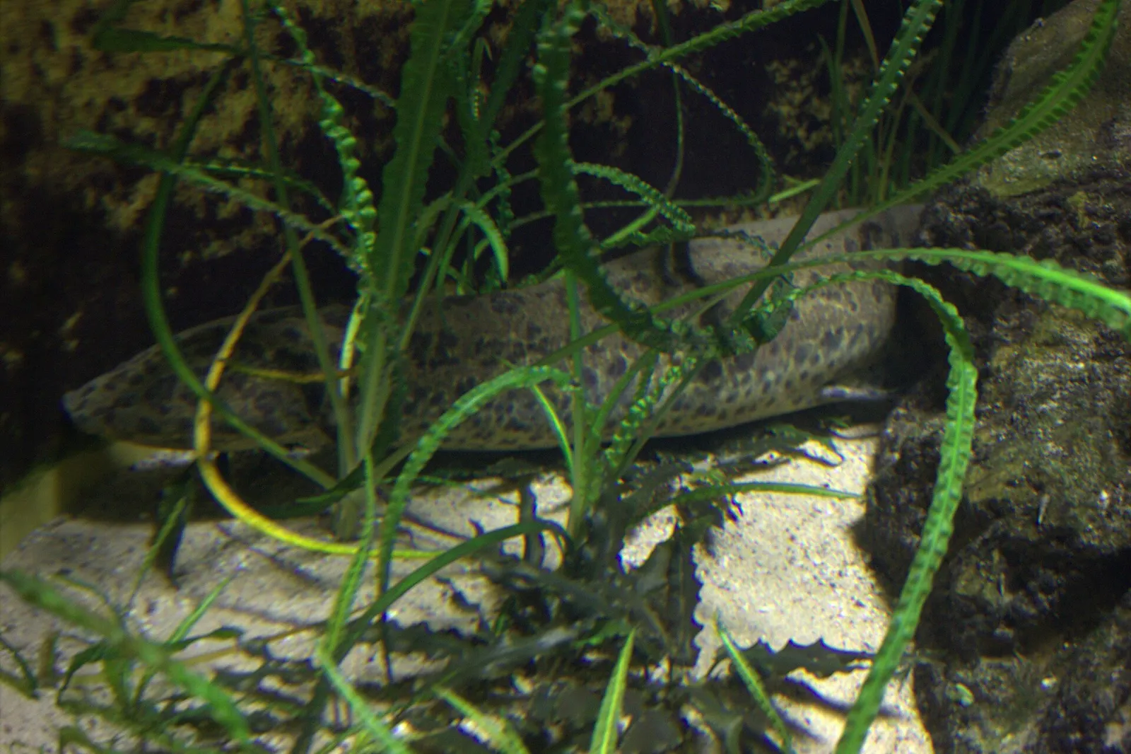 West African lungfish (Protopterus annectens)
