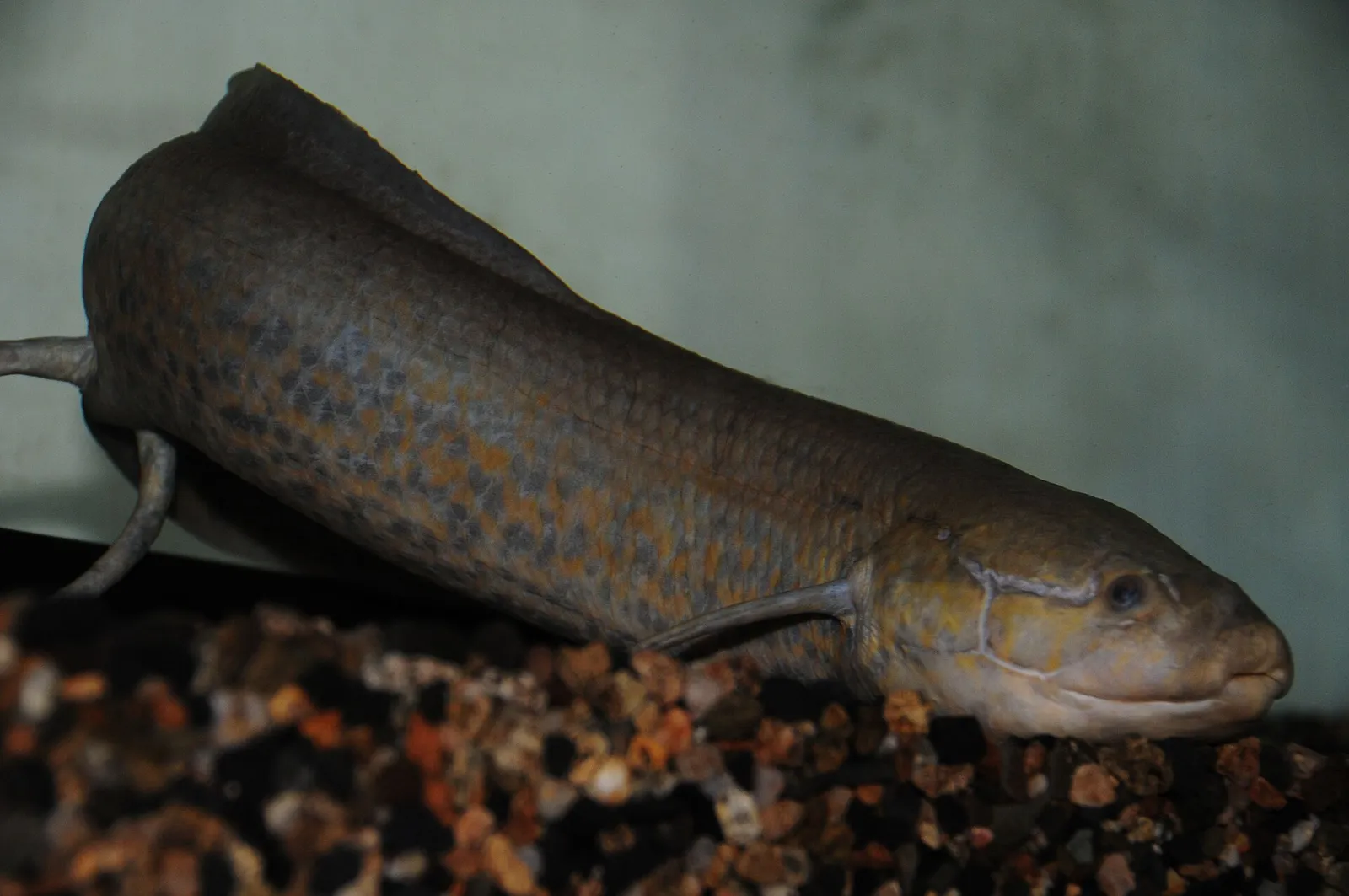 West African lungfish (Protopterus annectens)