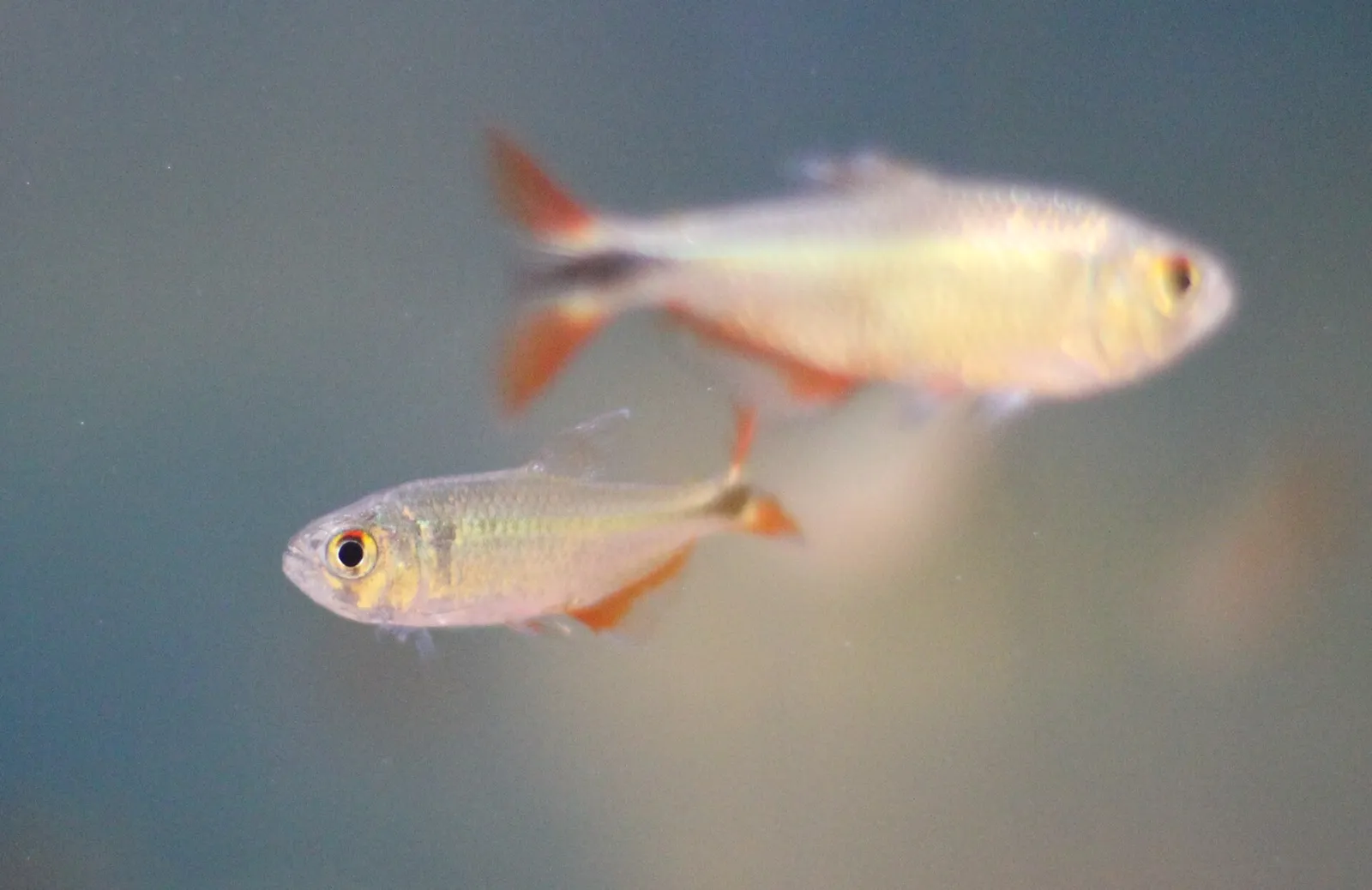 Buenos Aires Tetra (Psalidodon anisitsi)