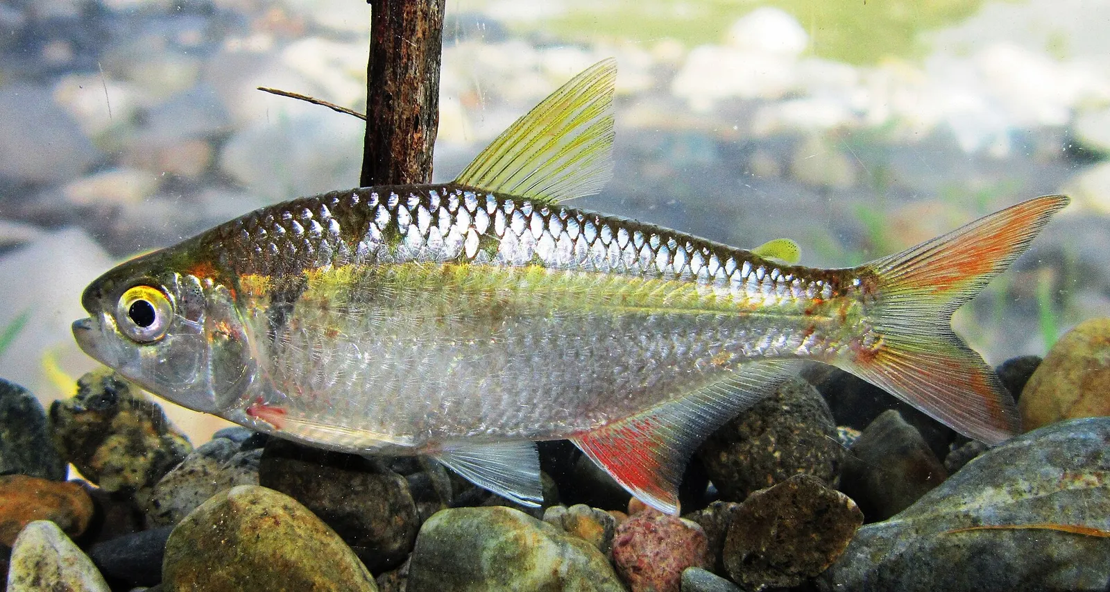 Banded astyanax (Psalidodon fasciatus)