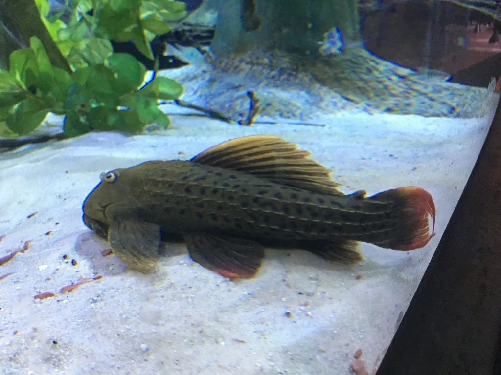 Redfin Cactus Pleco (Pseudacanthicus pitanga)