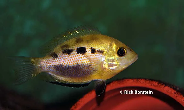 Etroplus maculatus Female