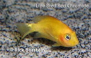 Line-bred Etroplus maculatus, Orange Chromide