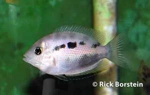 Etroplus maculatus, wild-type Male