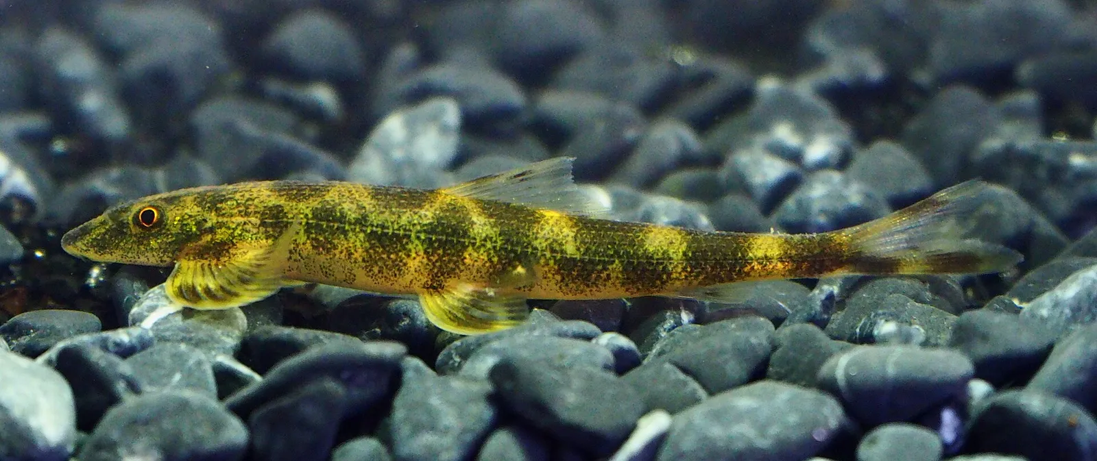 Spotted Lizard Loach (Pseudohomaloptera leonardi)