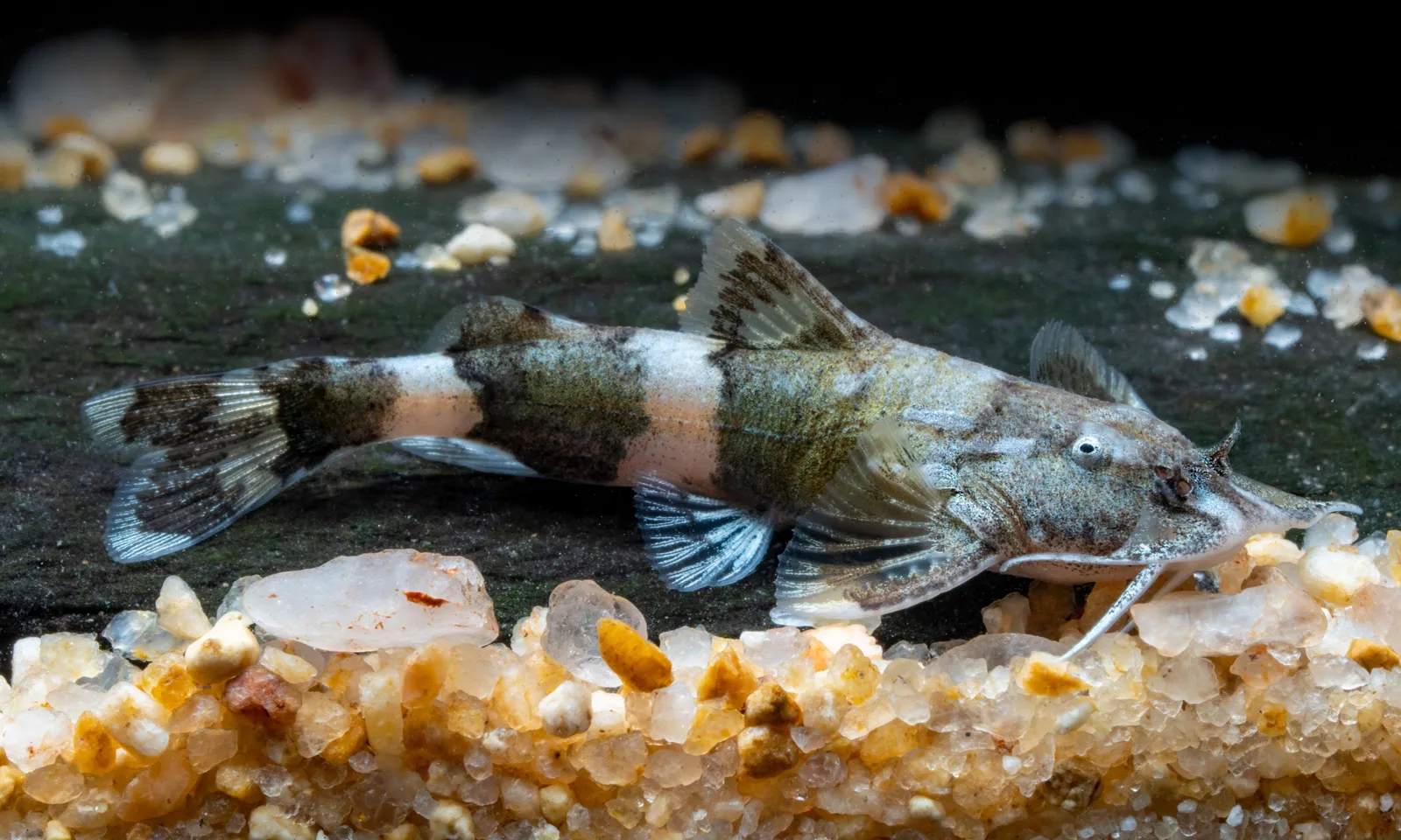 Pseudolaguvia shawi
