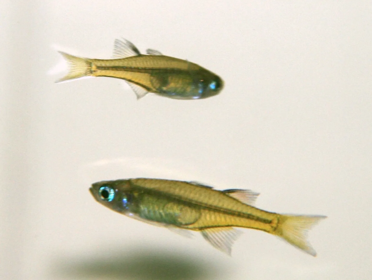 Pacific Blue Eye (Pseudomugil signifer)