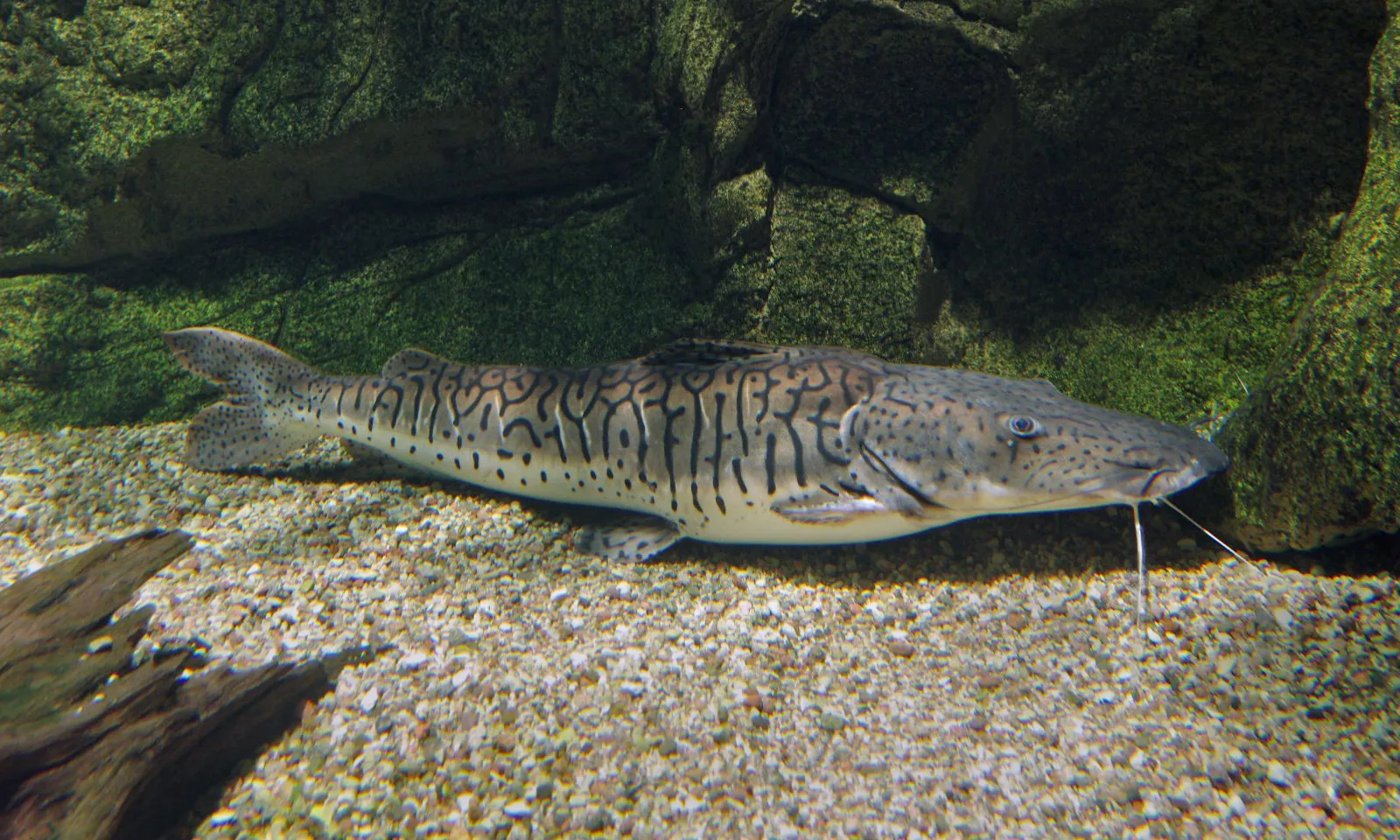 Barred sorubim (Pseudoplatystoma fasciatum)