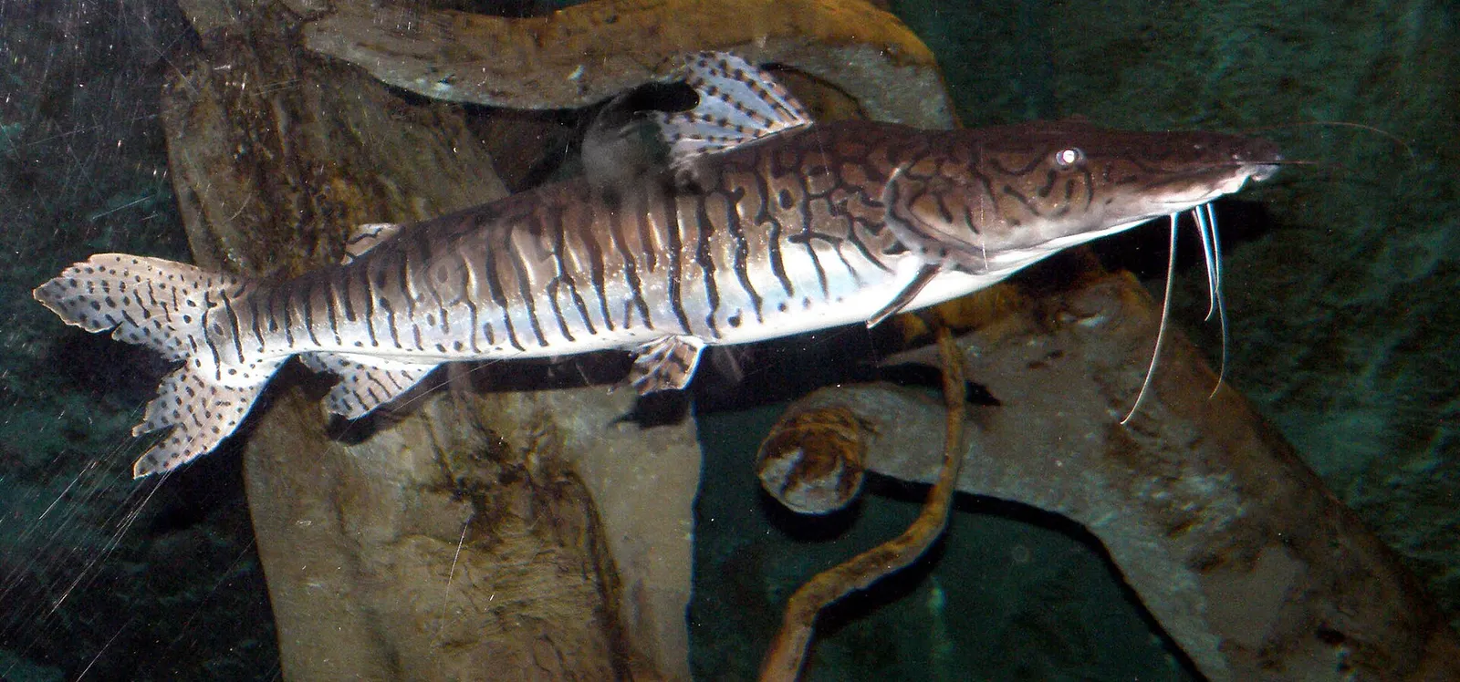 Reticulated sorubim (Pseudoplatystoma reticulatum)
