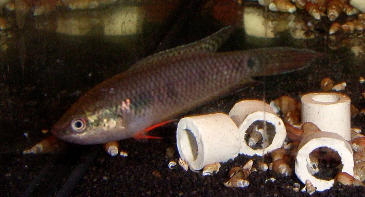Spiketail paradisefish (Pseudosphromenus cupanus)