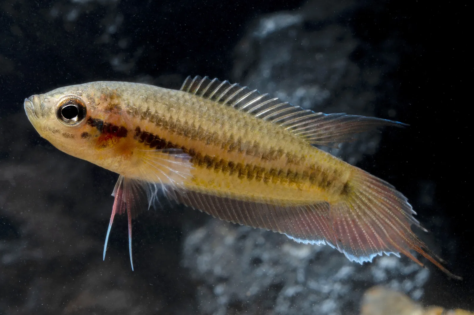 Day's Licorice Gourami (Pseudosphromenus dayi)