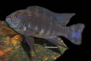 Pseudotropheus crabro Male