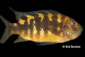 Pseudotropheus crabro Female