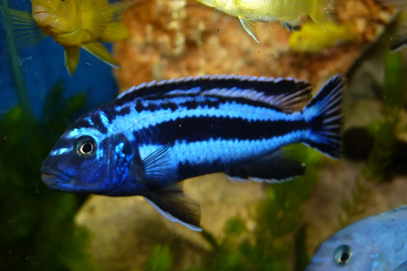 Blue Johanni Cichlid (Pseudotropheus cyaneorhabdos)