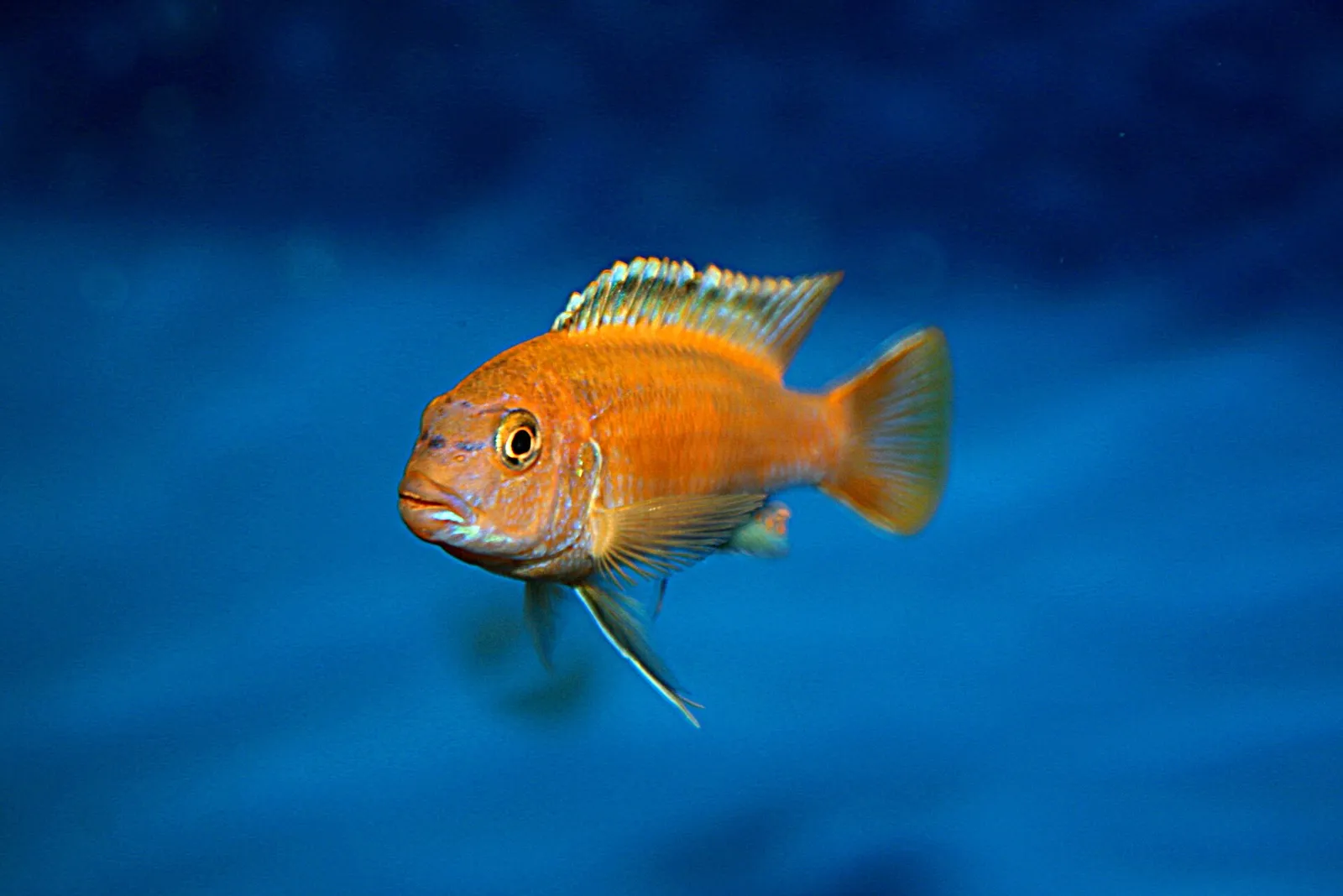 Bluegray mbuna (Pseudotropheus johannii)