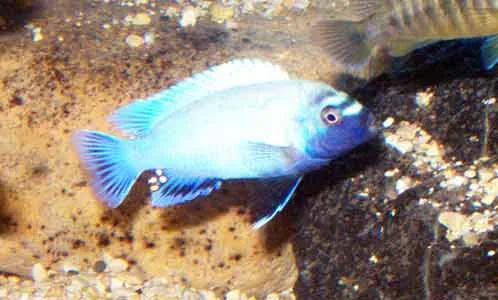Pseudotropheus polit Male