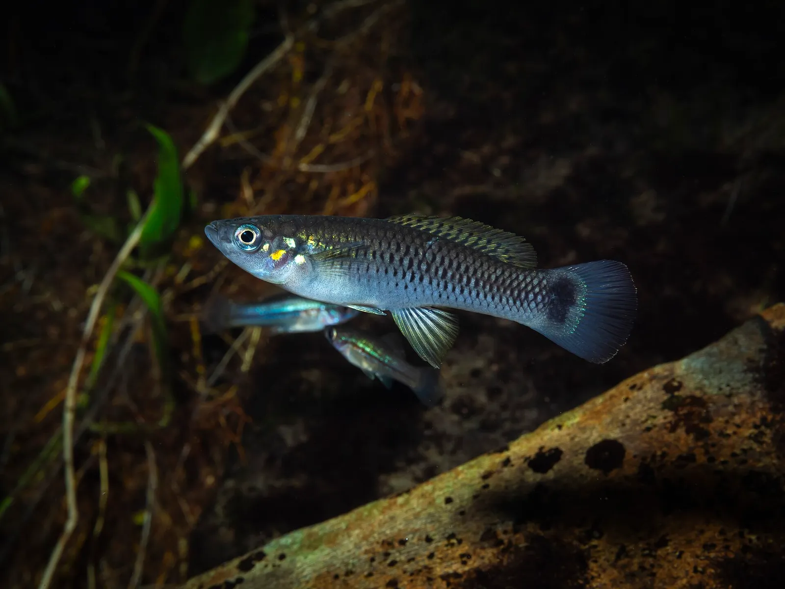 Twospot livebearer (Pseudoxiphophorus bimaculatus)