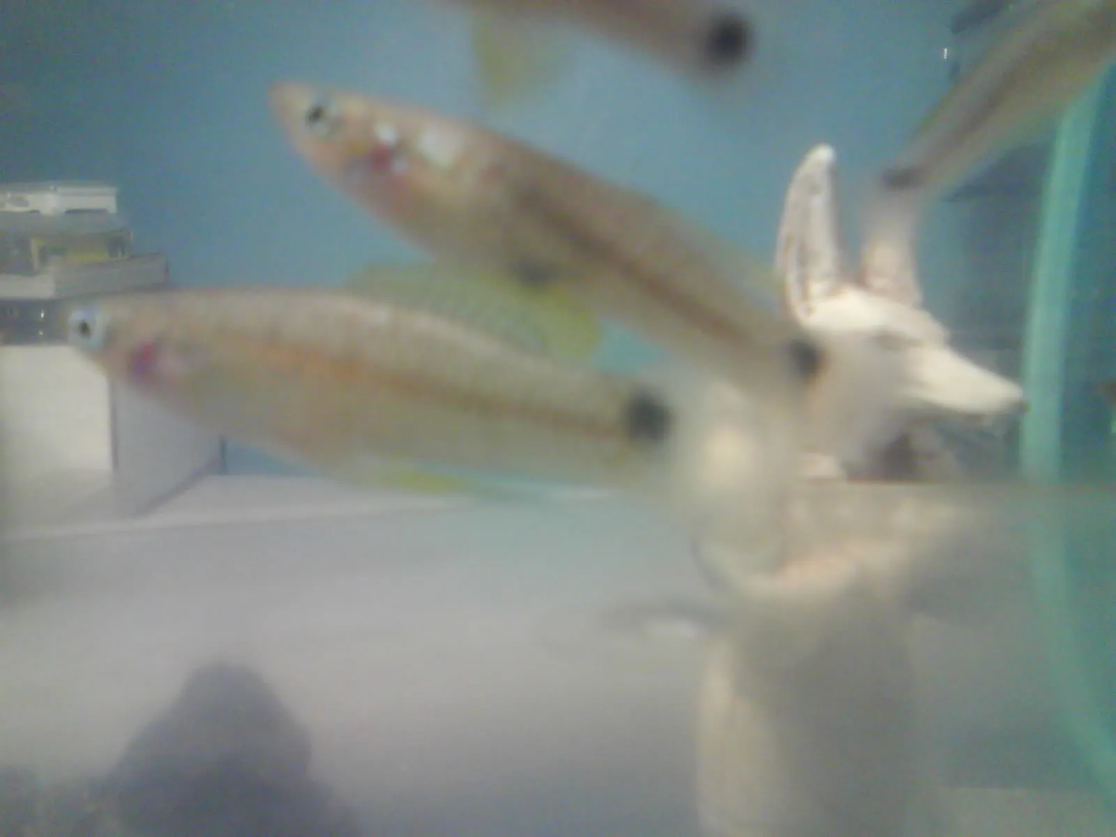 Twospot livebearer (Pseudoxiphophorus bimaculatus)