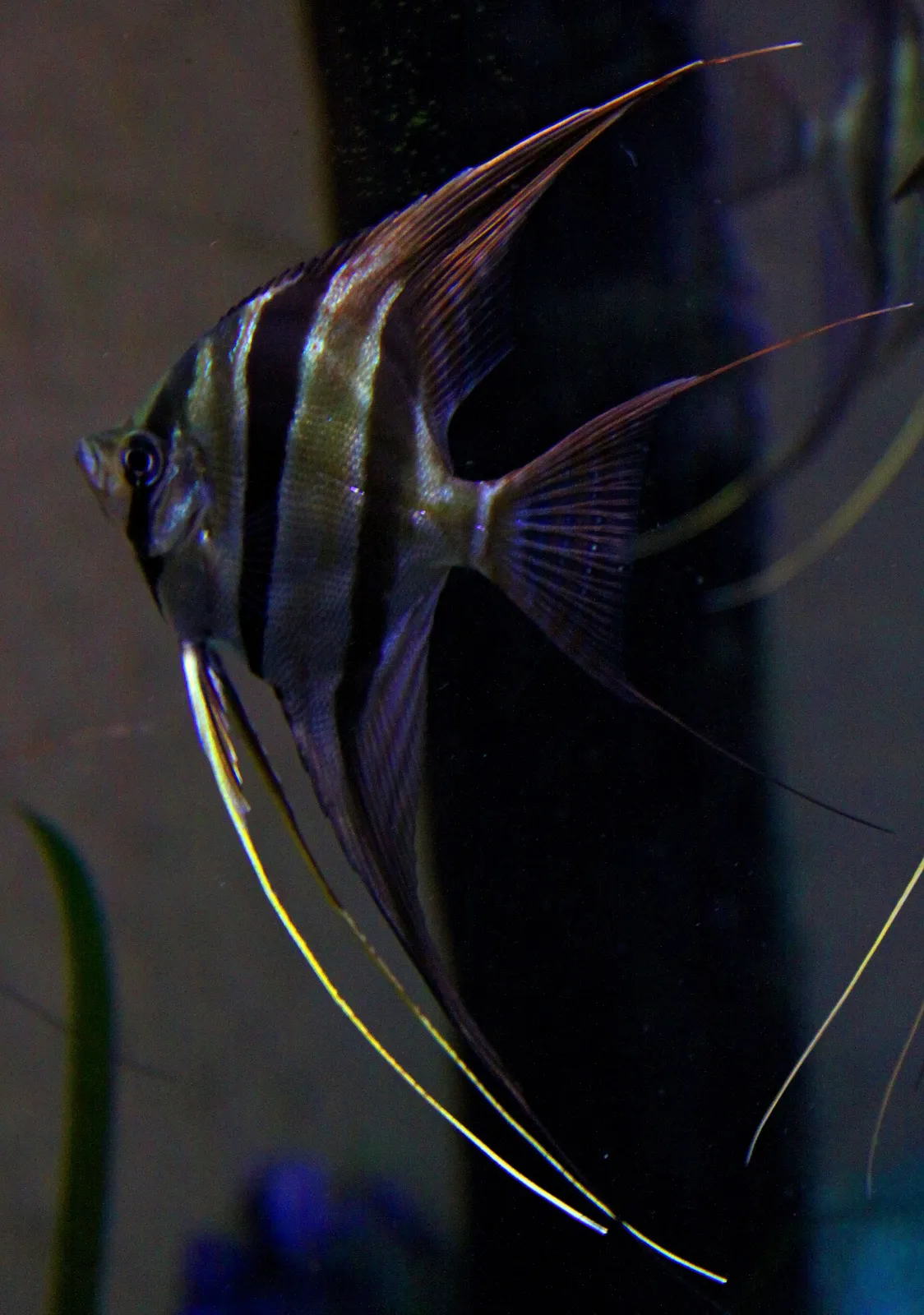 Altum angelfish (Pterophyllum altum)