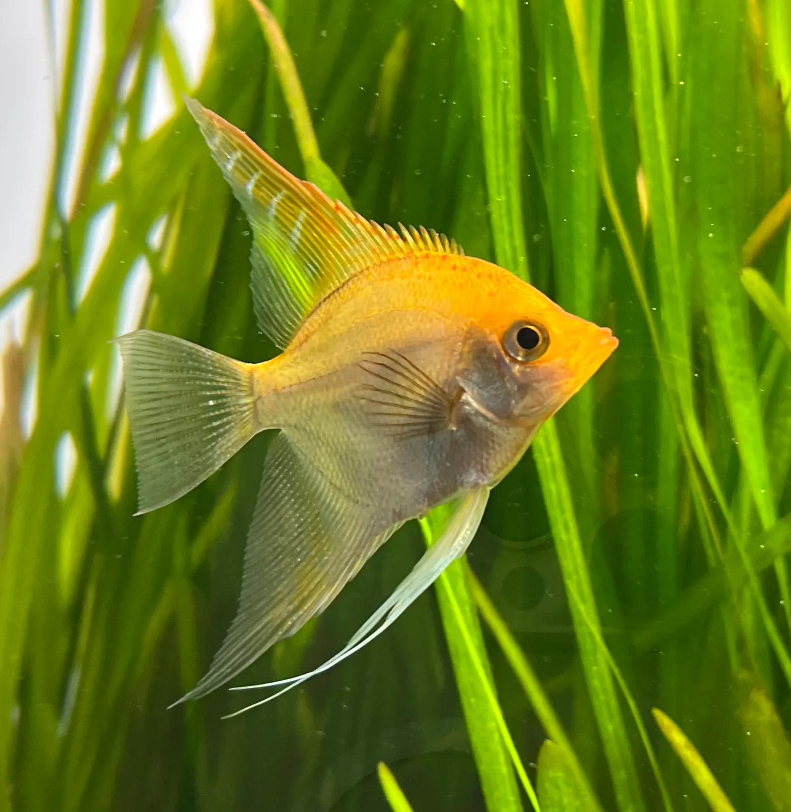 Freshwater angelfish (Pterophyllum scalare)