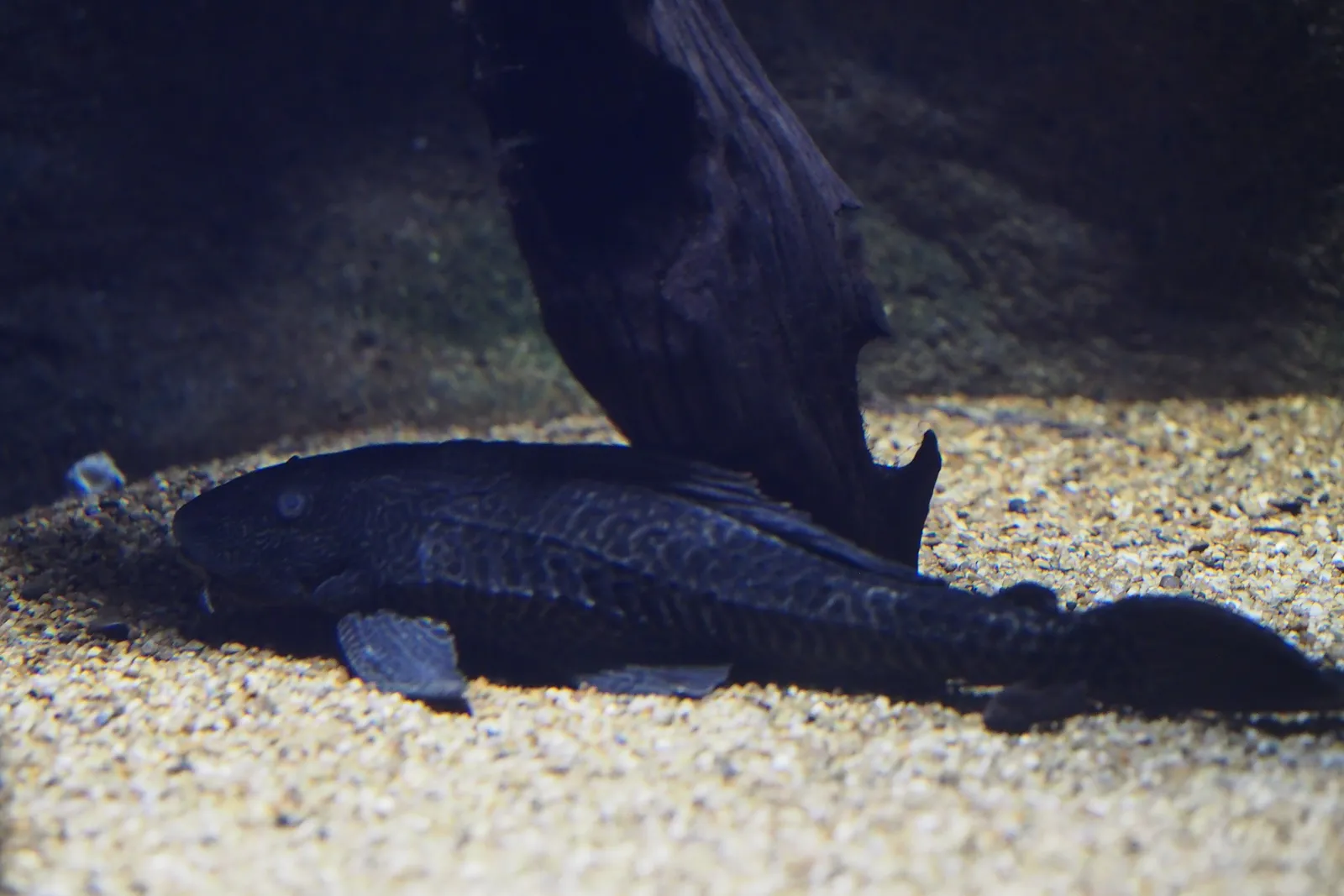 Vermiculated Sailfin Catfish (Pterygoplichthys disjunctivus)