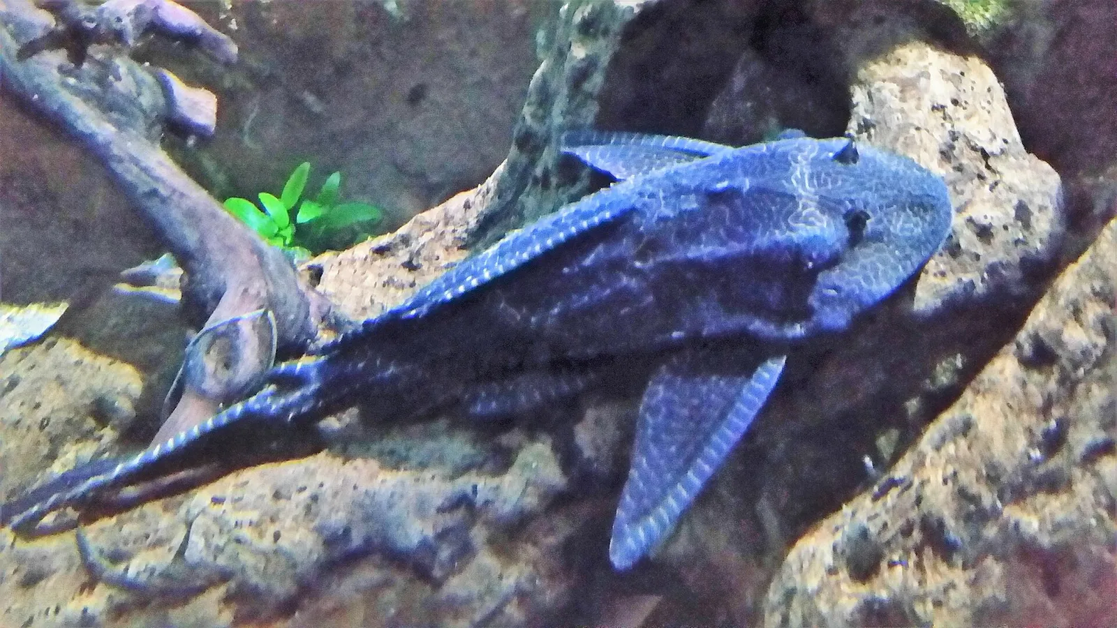 Sailfin pleco (Pterygoplichthys gibbiceps)