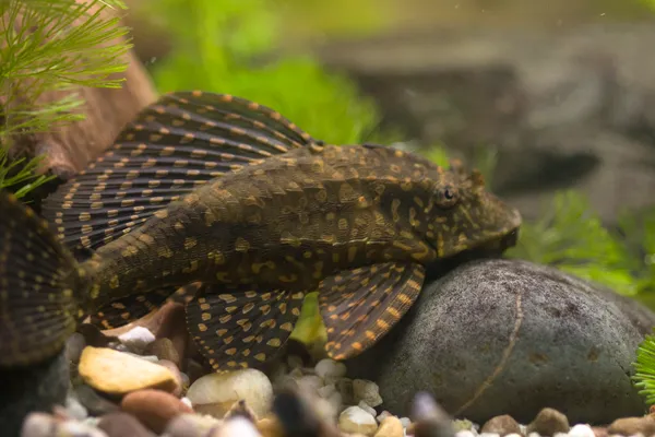 Gold-spot Pleco (Pterygoplichthys joselimaianus)