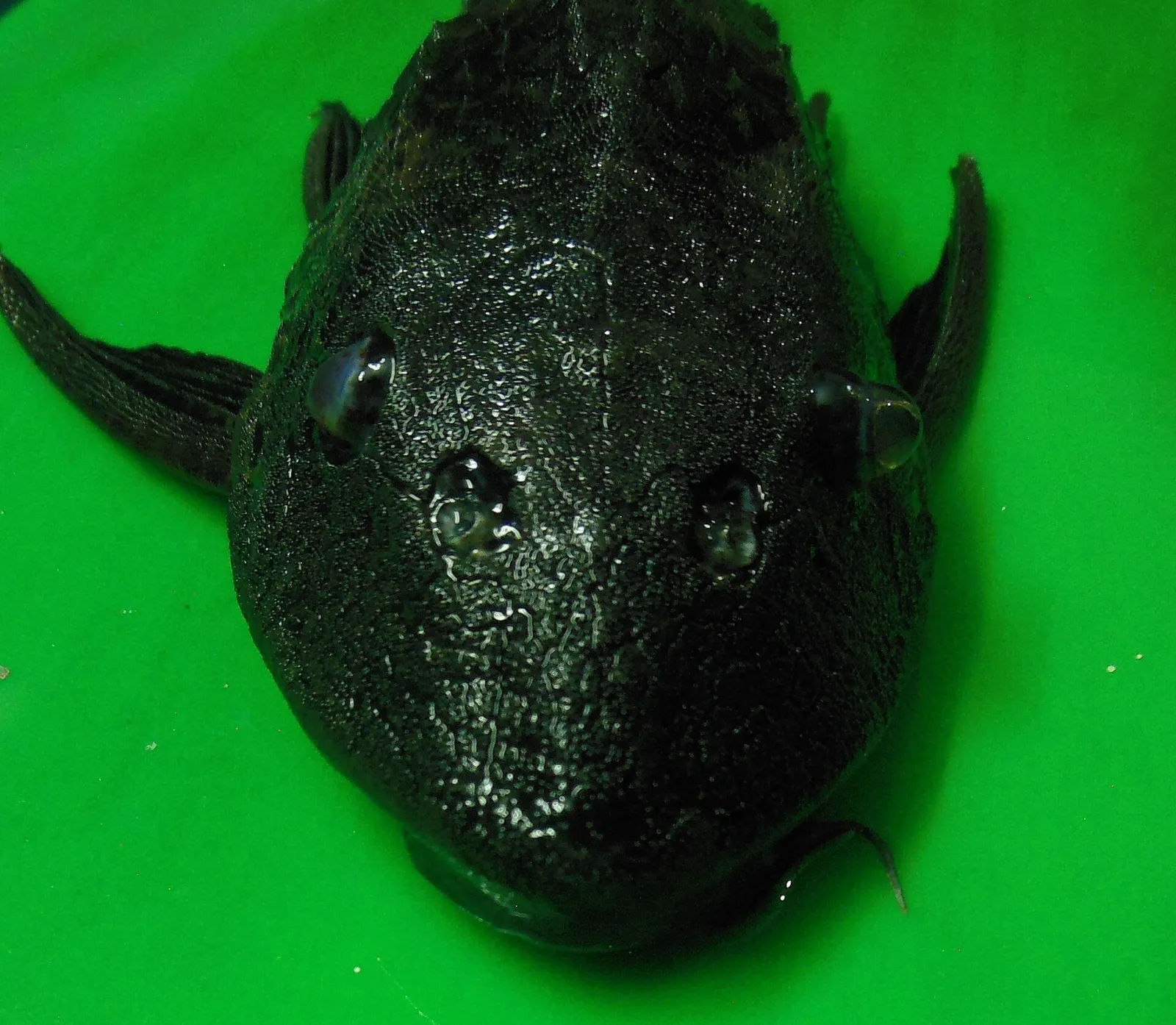 Orinoco Sailfin Catfish (Pterygoplichthys multiradiatus)