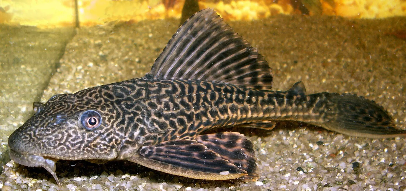 Orinoco Sailfin Catfish (Pterygoplichthys multiradiatus)