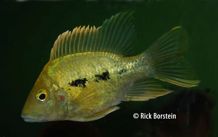 Ptychochromis grandidieri