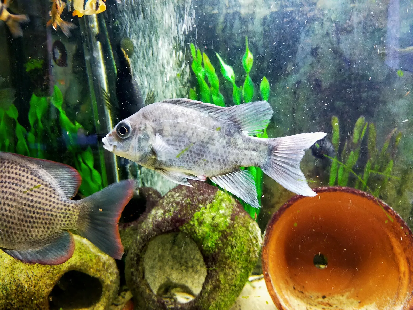 Ptychochromis insolitus