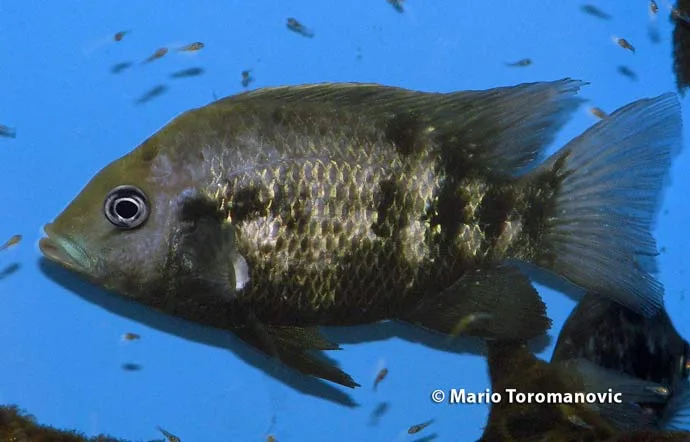Ptychochromis oligacanthus