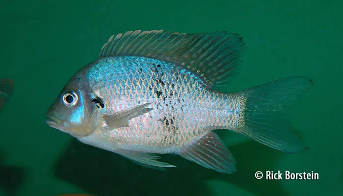 Ptychochromis sp.