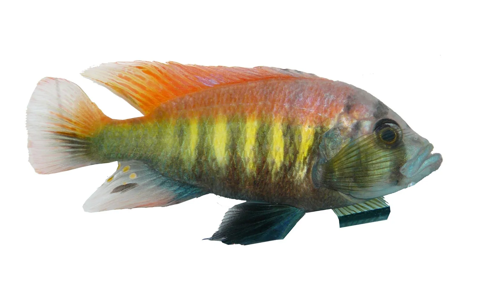 Flameback cichlid (Pundamilia nyererei)