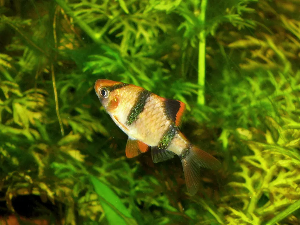 Puntigrus anchisporus